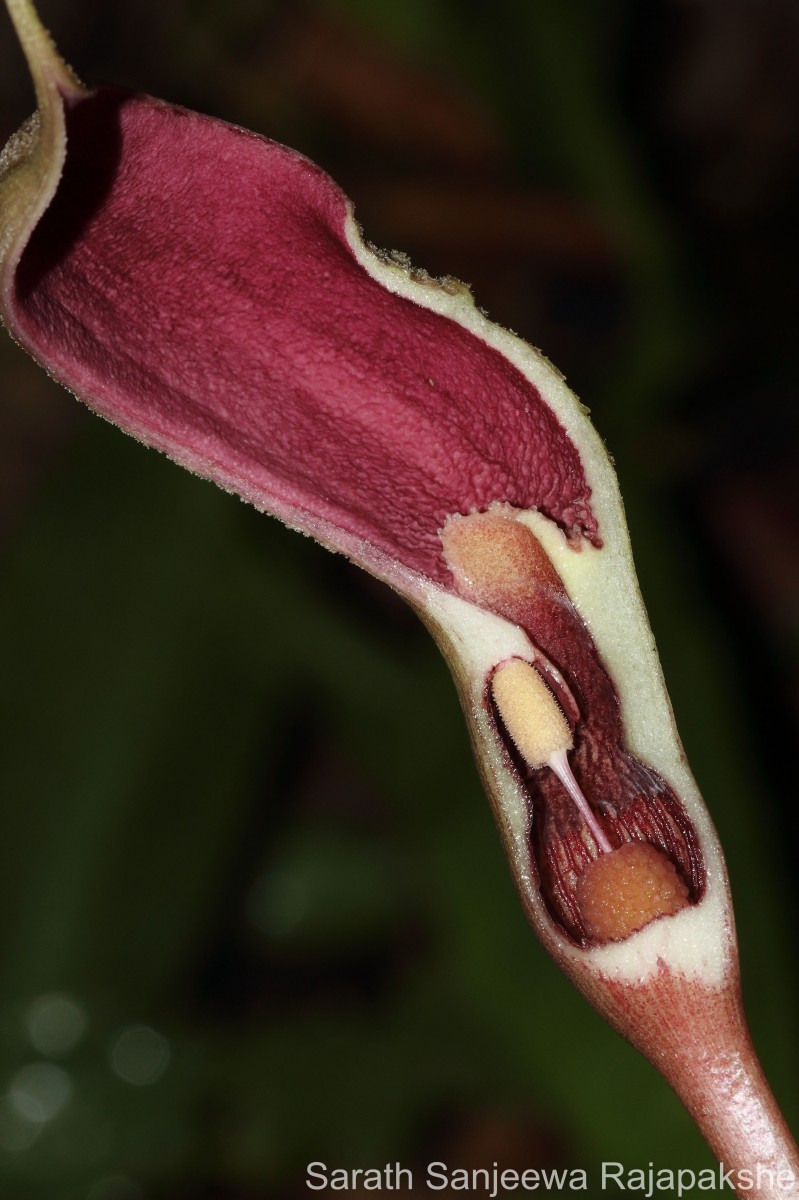 Lagenandra dewitii Crusio & A.de Graaf